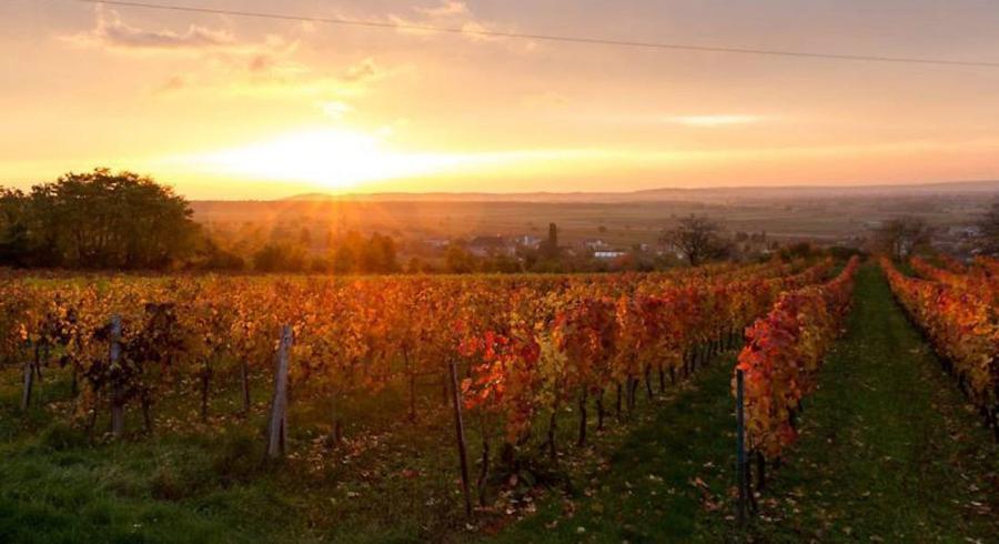 Виноделие в регионе Эстерхази | Бургенланд