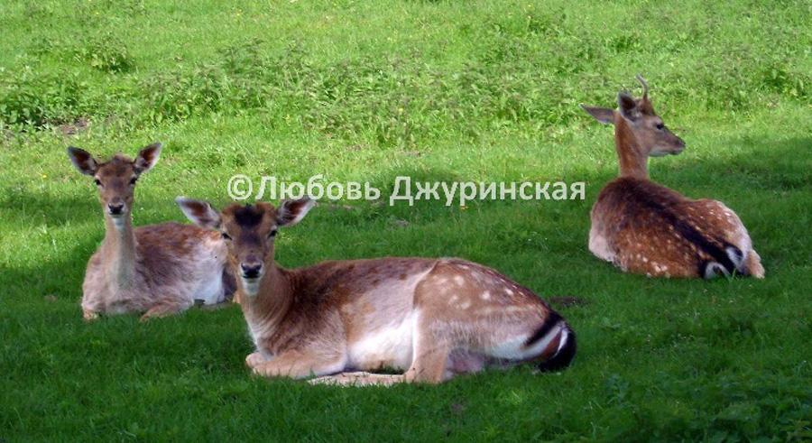 Парк виллы Гермес Вена