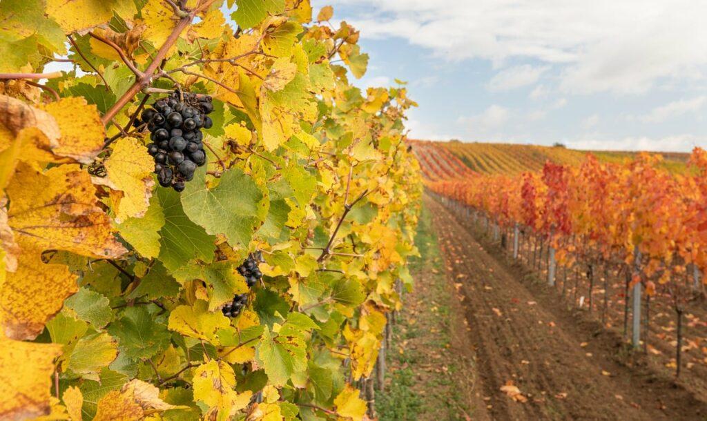 Винный тур в Штирии