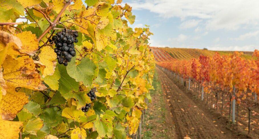 Винный тур в Штирии